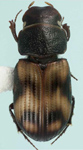 Acanthaphodius bruchi